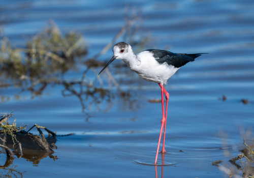 himantopus himantopus   echasse blanche
