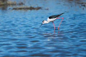 himantopus himantopus echasse blanche himantopus himantopus echasse blanche