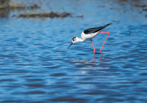himantopus himantopus   echasse blanche