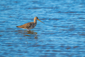 limosa limosa barge a queue noire limosa limosa barge a queue noire