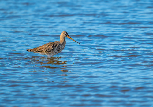 limosa limosa   barge a queue noire