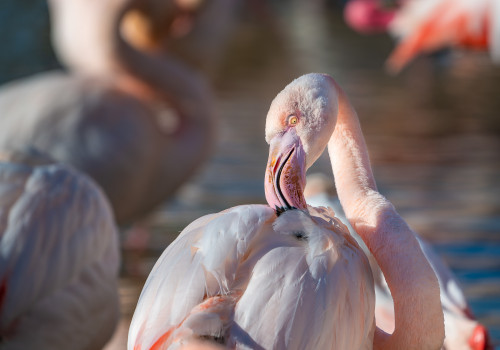 phoenicopterus roseus   flamant rose