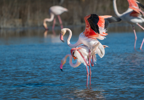 phoenicopterus roseus   flamant rose