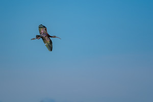 plegadis falcinellus ibis falcinelle plegadis falcinellus ibis falcinelle