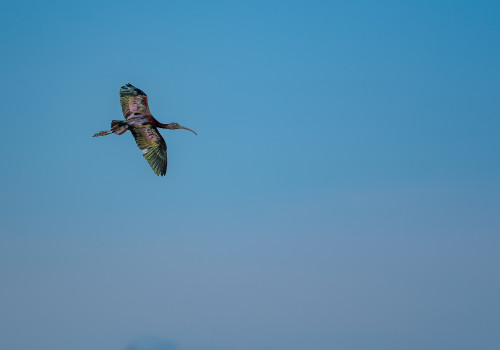 plegadis falcinellus   ibis falcinelle