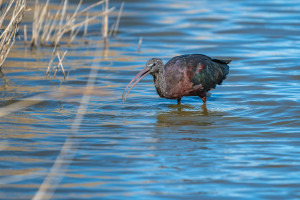 plegadis falcinellus ibis falcinelle plegadis falcinellus ibis falcinelle