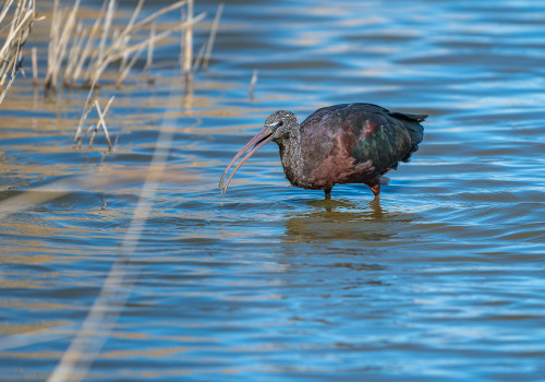 plegadis falcinellus   ibis falcinelle