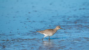pluvialis squatarola pluvier argente pluvialis squatarola pluvier argente