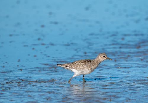 pluvialis squatarola   pluvier argente