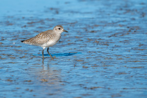 pluvialis squatarola pluvier argente pluvialis squatarola pluvier argente
