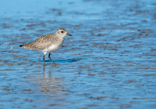 pluvialis squatarola   pluvier argente