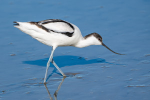 recurvirostra avosetta avocette elegante recurvirostra avosetta avocette elegante