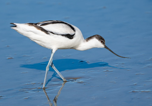 recurvirostra avosetta   avocette elegante