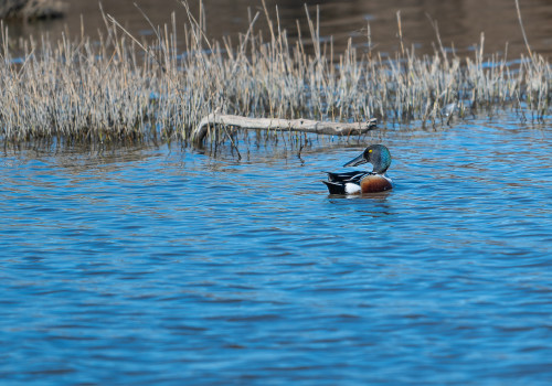 spatula clypeata   le canard souchet