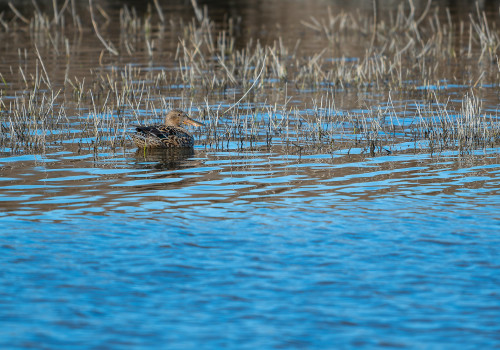 spatula clypeata   le canard souchet