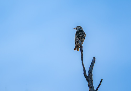 sturnus vulgaris   etourneau sansonnet