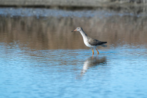 tringa totanus chevalier gambette 10 tringa totanus chevalier gambette 10