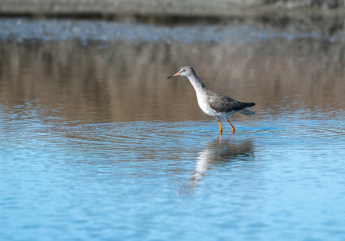 tringa totanus   chevalier gambette 10