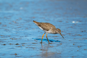 tringa totanus chevalier gambette tringa totanus chevalier gambette