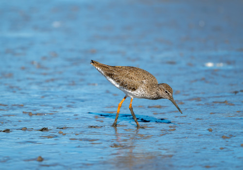 tringa totanus   chevalier gambette