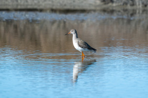 tringa totanus chevalier gambette 11 tringa totanus chevalier gambette 11