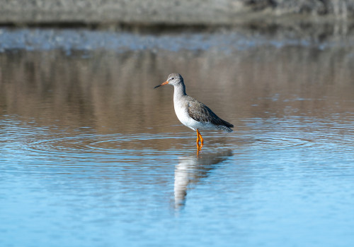 tringa totanus   chevalier gambette 11