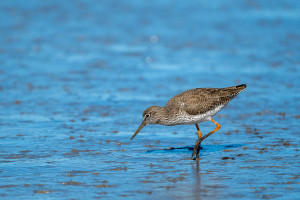 tringa totanus chevalier gambette tringa totanus chevalier gambette
