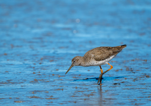 tringa totanus   chevalier gambette