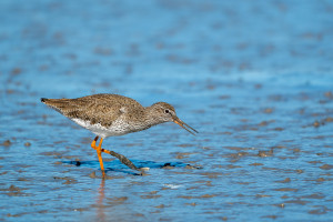 tringa totanus chevalier gambette tringa totanus chevalier gambette