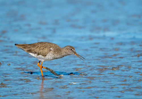tringa totanus   chevalier gambette