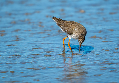 tringa totanus   chevalier gambette