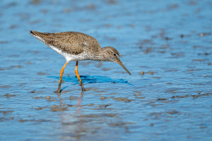 tringa totanus chevalier gambette tringa totanus chevalier gambette