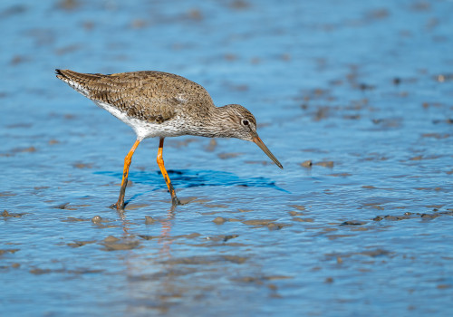 tringa totanus   chevalier gambette