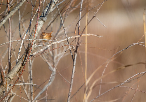 troglodytes troglodytes   troglodyte mignon