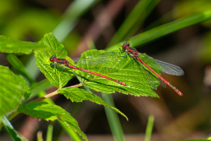 pyrrhosoma nymphula la petite nymphe au corps de feu male pyrrhosoma nymphula la petite nymphe au corps de feu male