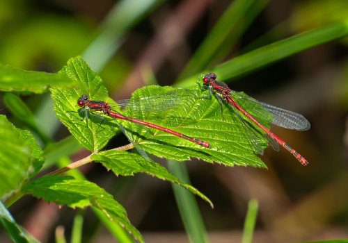 pyrrhosoma nymphula   la petite nymphe au corps de feu male