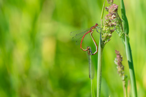 pyrrhosoma nymphula la petite nymphe au corps de feu coeur copulatoire pyrrhosoma nymphula la petite nymphe au corps de feu coeur copulatoire