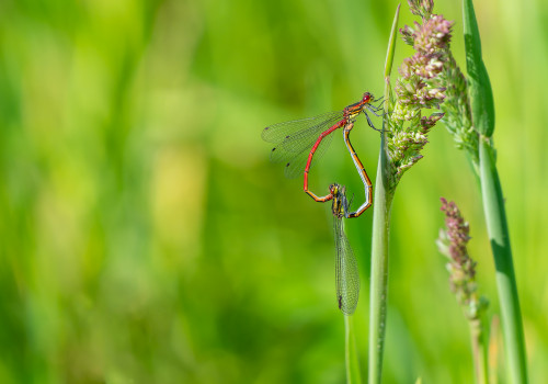 pyrrhosoma nymphula  la petite nymphe au corps de feu  coeur copulatoire