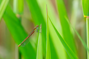 pyrrhosoma nymphula la petite nymphe au corps de feu femelle 10 pyrrhosoma nymphula la petite nymphe au corps de feu femelle 10