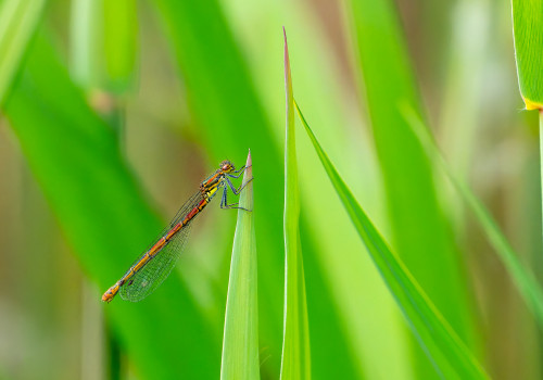 pyrrhosoma nymphula  la petite nymphe au corps de feu  femelle 10