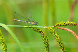 pyrrhosoma nymphula la petite nymphe au corps de feu femelle pyrrhosoma nymphula la petite nymphe au corps de feu femelle
