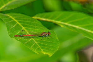 pyrrhosoma nymphula la petite nymphe au corps de feu male pyrrhosoma nymphula la petite nymphe au corps de feu male