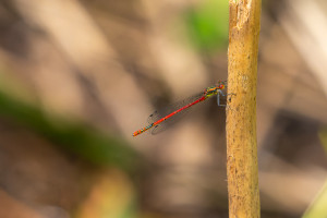pyrrhosoma nymphula la petite nymphe au corps de feu male pyrrhosoma nymphula la petite nymphe au corps de feu male