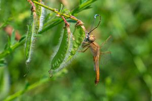 crocothemis erythraea la libellule ecarlate femelle crocothemis erythraea la libellule ecarlate femelle