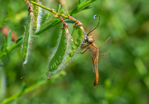 crocothemis erythraea  la libellule ecarlate  femelle