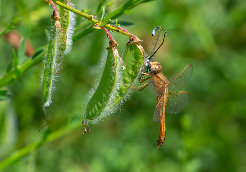 crocothemis erythraea  la libellule ecarlate  femelle