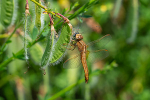 crocothemis erythraea la libellule ecarlate femelle crocothemis erythraea la libellule ecarlate femelle