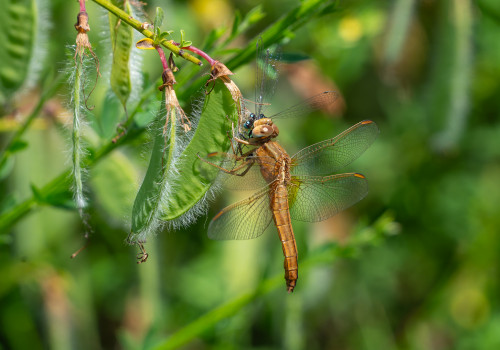 crocothemis erythraea  la libellule ecarlate  femelle