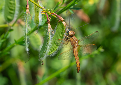 crocothemis erythraea  la libellule ecarlate  femelle