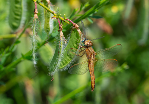 crocothemis erythraea  la libellule ecarlate  femelle